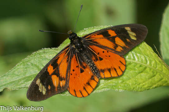 Image of Acraea amicitiae Heron 1909