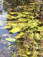 Image of yellow pond-lily