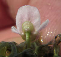 Image of Utricularia raynalii P. Taylor