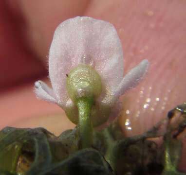 صورة Utricularia raynalii P. Taylor