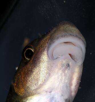 Image of African carp