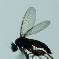 Megaselia rufipes (Meigen 1804)的圖片