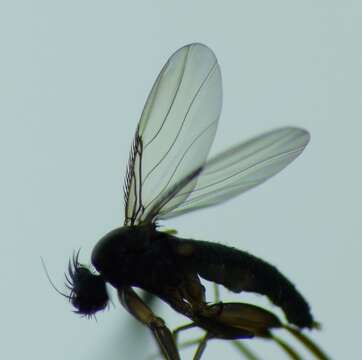 Image of Hump-backed fly