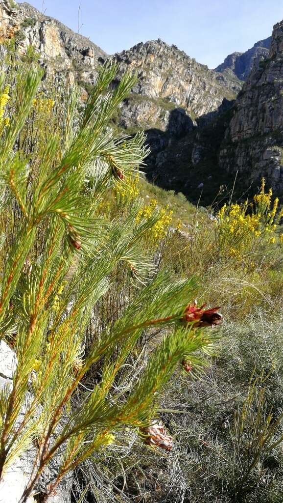 Image of Protea nana (Berg.) Thunb.