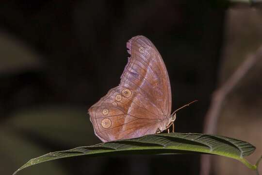 Image of Coelites epiminthia Westwood (1851)