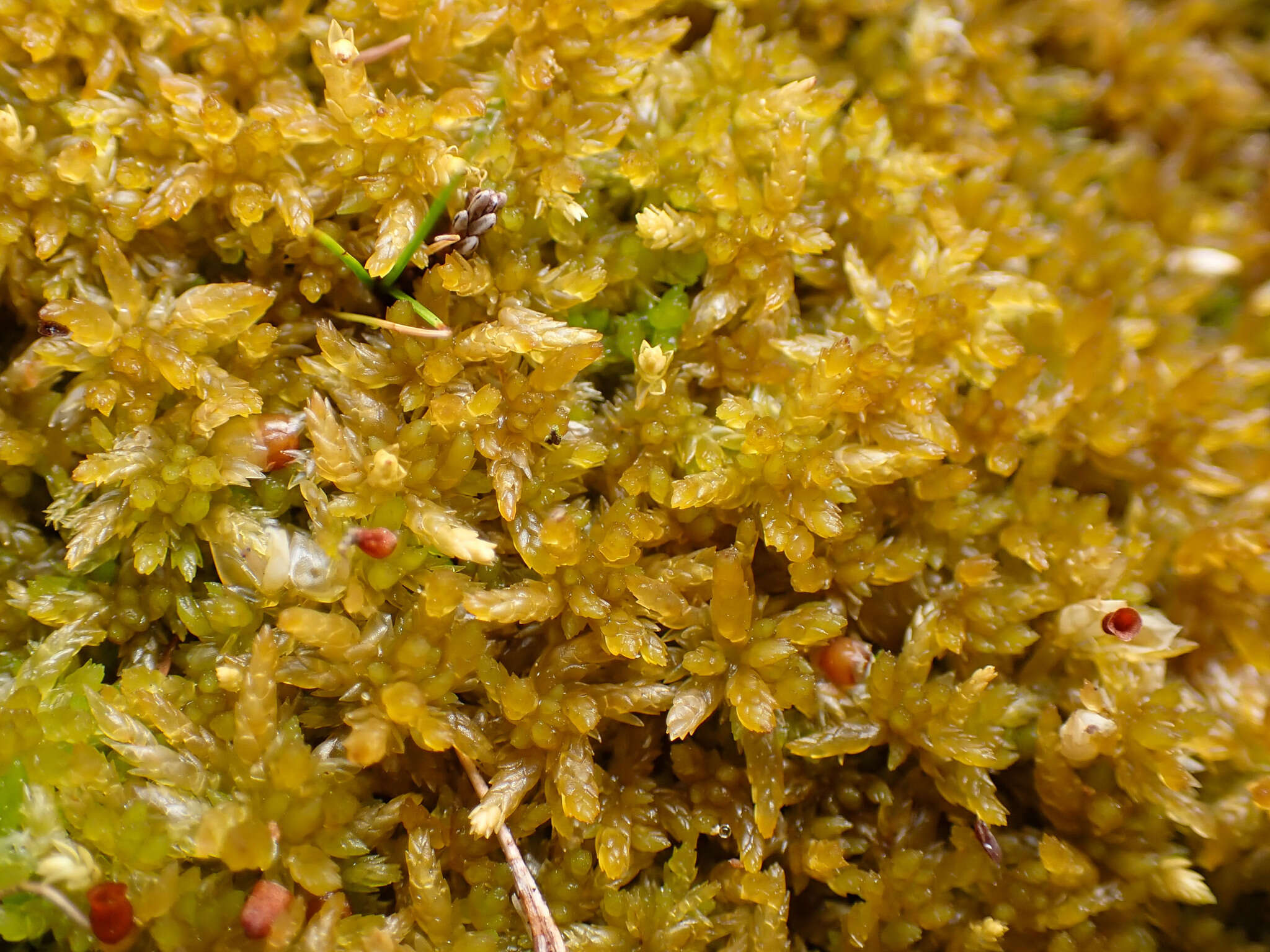 Sphagnum tenellum Bridel 1819的圖片