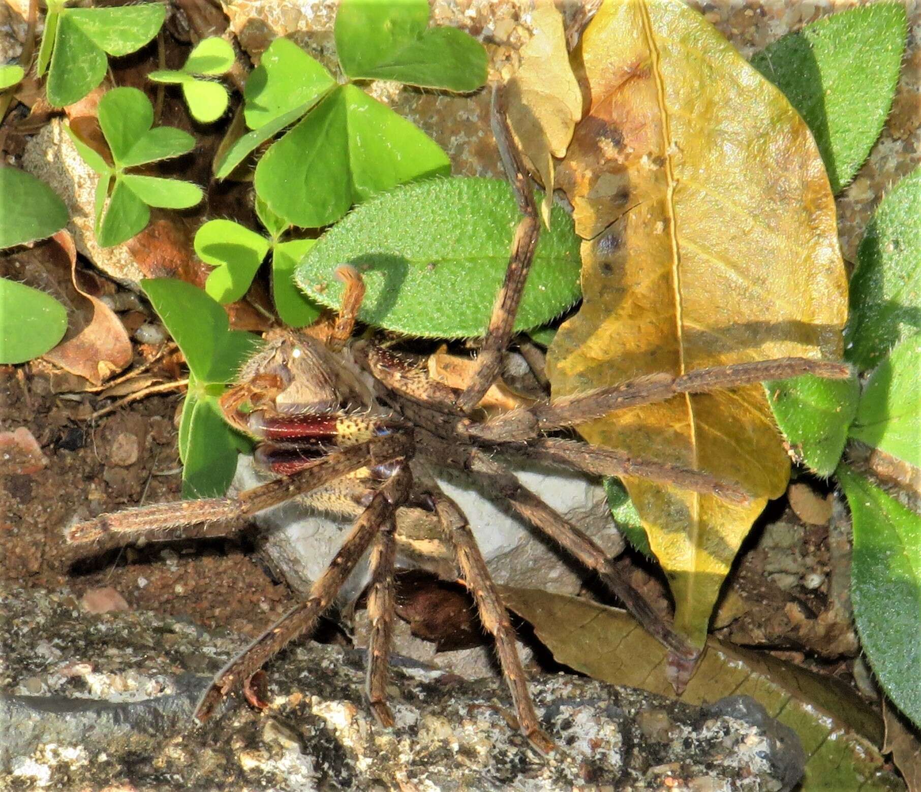 Image of Java caroliwaterhousei (Cameron 1910)