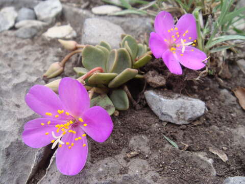 Image of Grahamia coahuilensis (S. Wats.) G. D. Rowley