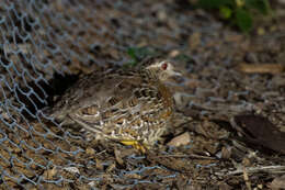 Image of Painted Buttonquail