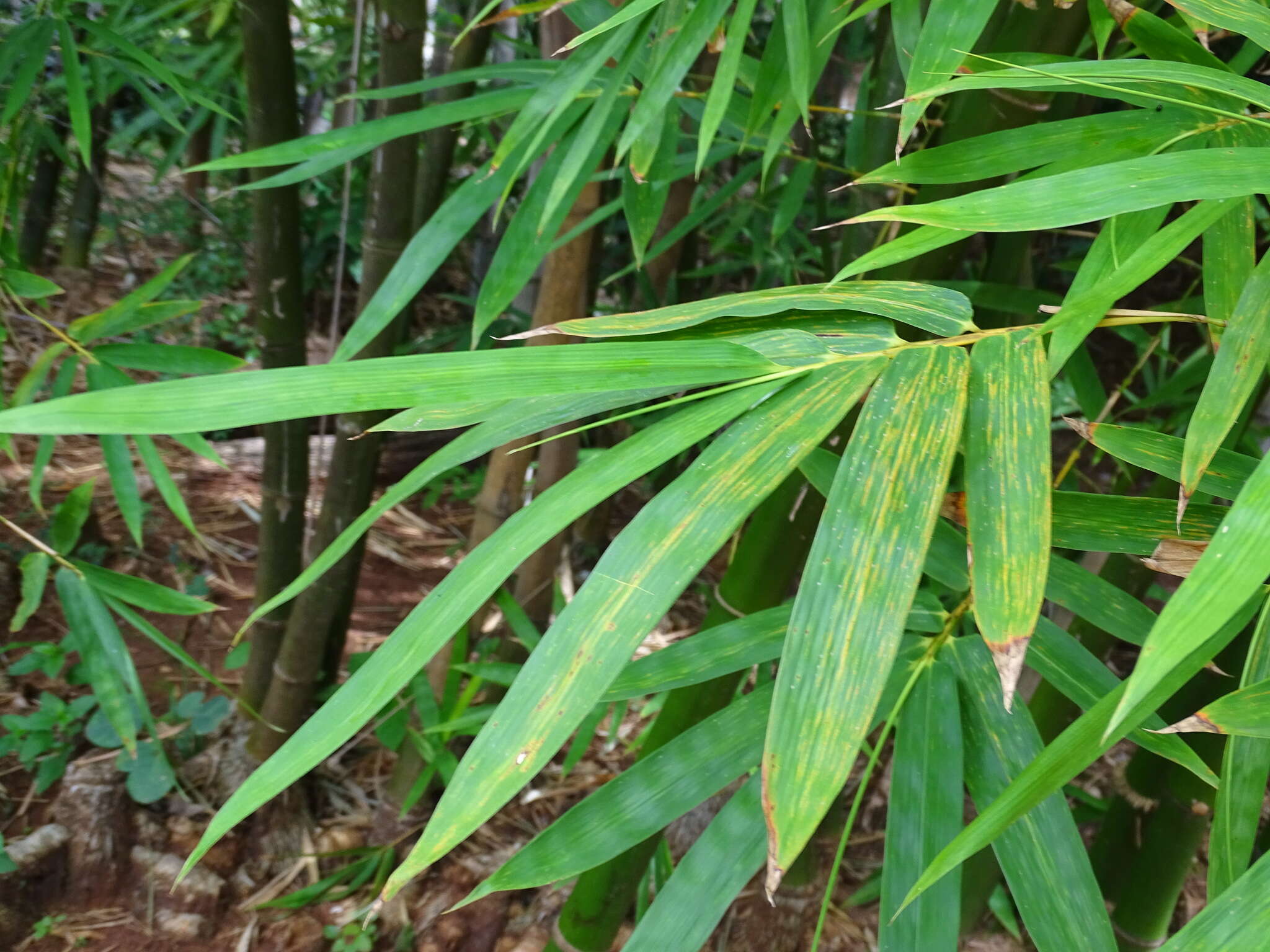 Image of Bambusa vulgaris var. vulgaris