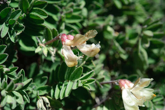 صورة Astragalus nankotaizanensis Sasaki