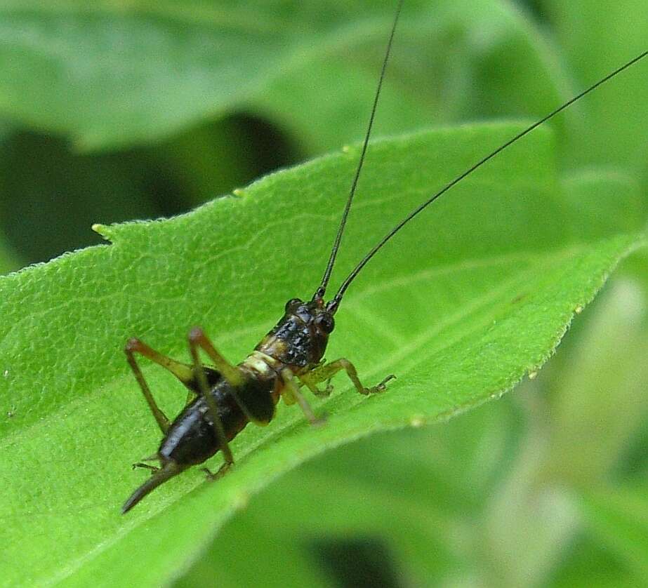 Слика од Conocephalus (Conocephalus) nigropleurum (Bruner & L. 1891)