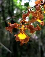 Image of Oncidium praetextum