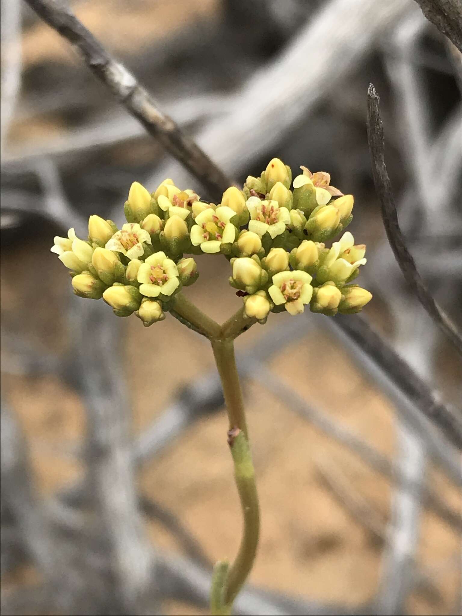 Sivun Crassula cymosa Berg. kuva