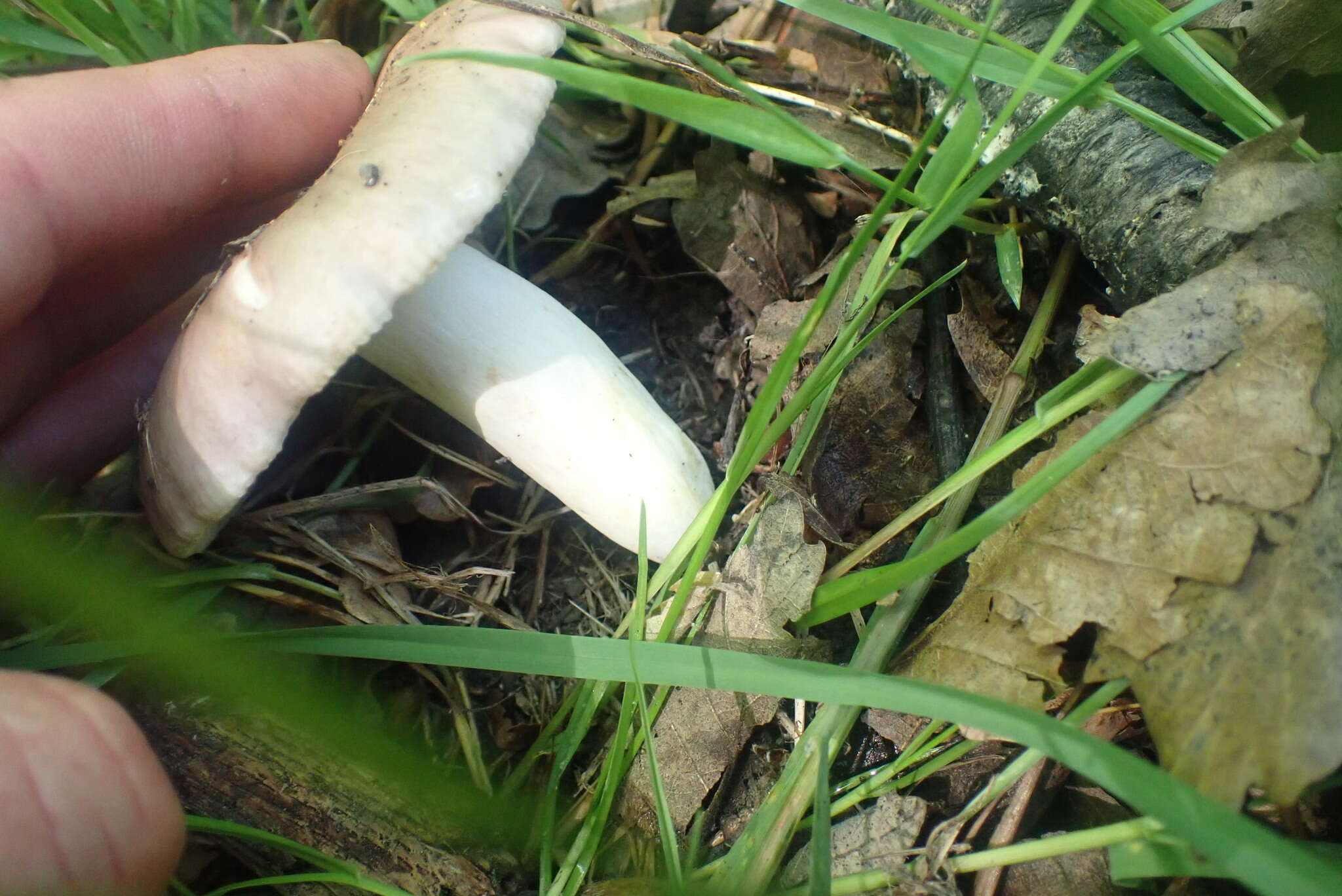 Image of Russula ionochlora Romagn. 1952