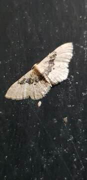 Image of Idaea intermedia Staudinger 1879