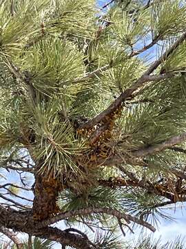 Image of pineland dwarf mistletoe