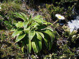 Image of Celmisia verbascifolia Hook. fil.