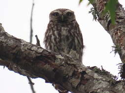 Image of Athene noctua vidalii Brehm & AE 1857