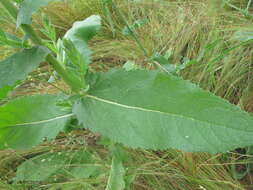 Image of Verbascum flagriforme Pfund