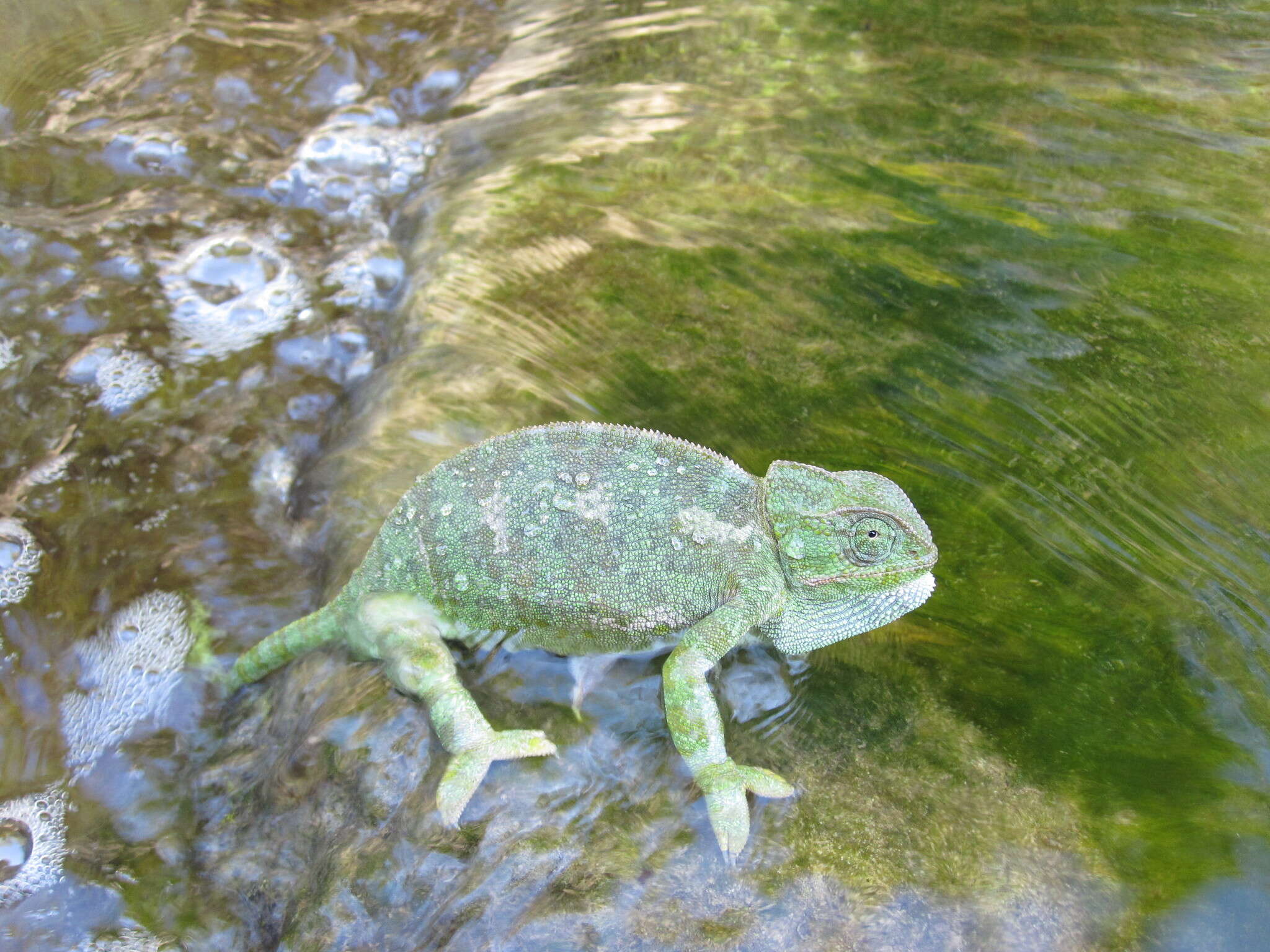 Image de Chamaeleo chamaeleon recticrista Boettger 1880