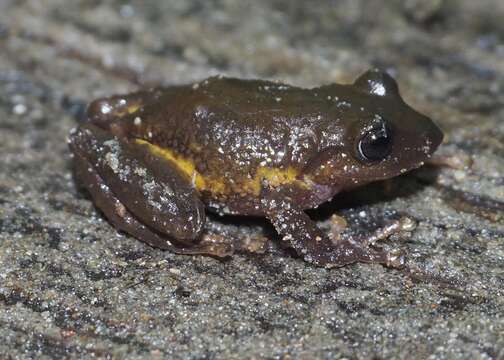 Sivun Pristimantis glandulosus (Boulenger 1880) kuva