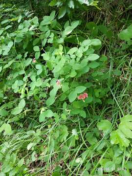 Image of Lathyrus roseus Steven