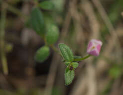Image of Oldenlandia balfourii Bremek.