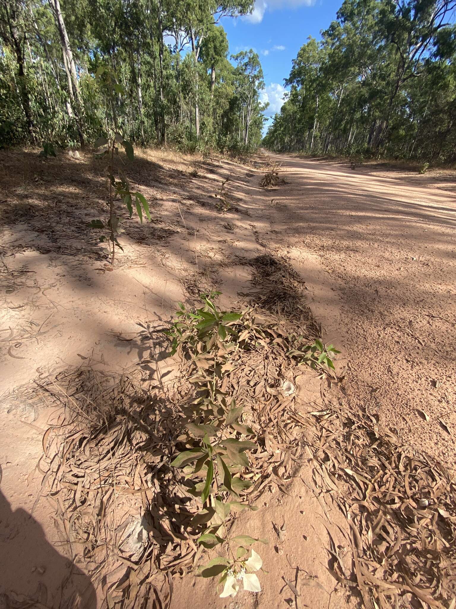 Image of Coelospermum decipiens Baill.