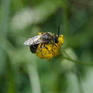 Plancia ëd Lasioglossum leucozonium (Schrank 1781)