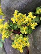 Sivun Sedum formosanum N. E. Br. kuva