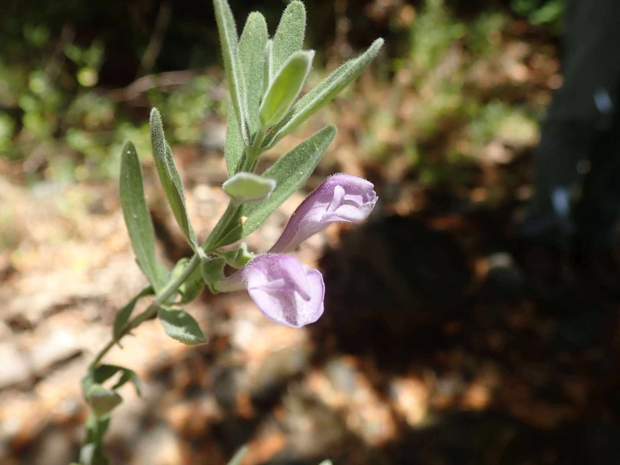 Image of Gray-Leaf Skullcap