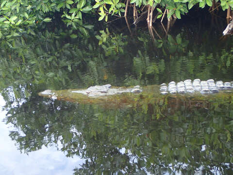 Image of American Crocodile