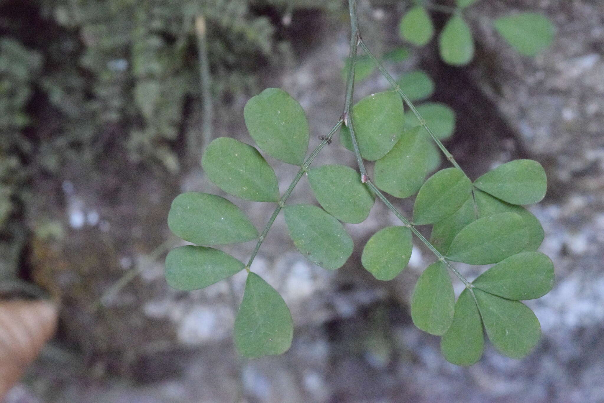 Image of scorpion senna