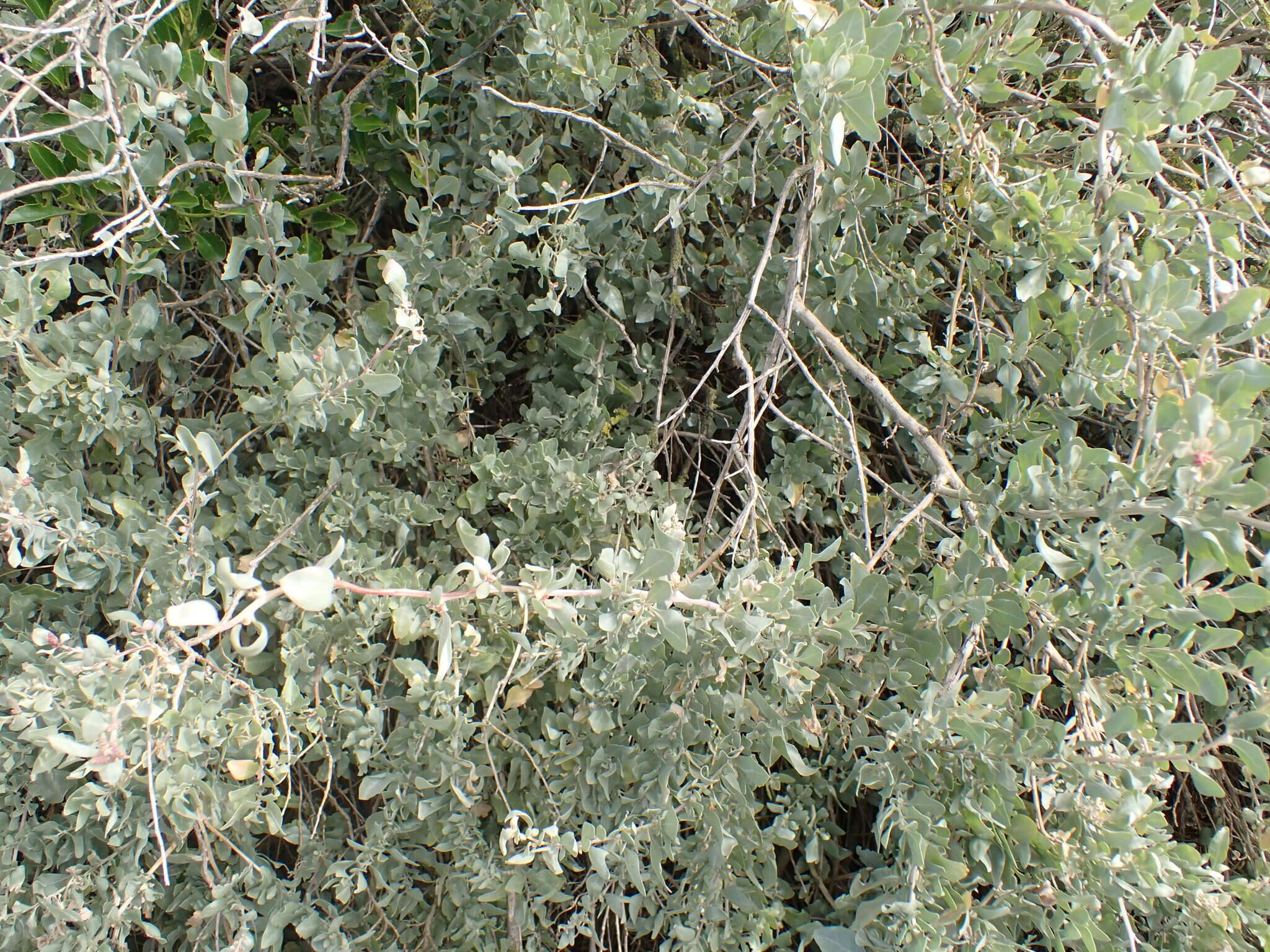 Image of saltbush