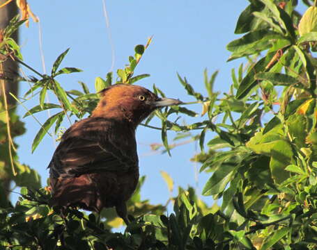 Pseudoseisura lophotes (Reichenbach 1853)的圖片