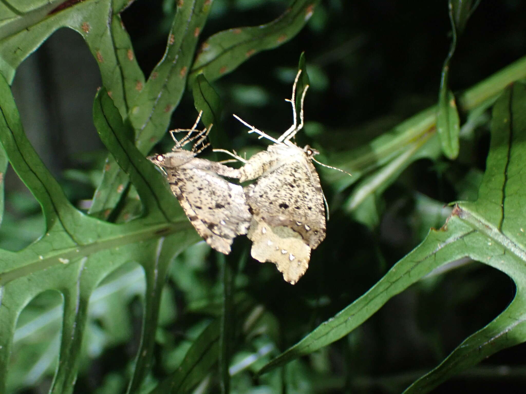 Image of brown fern moth