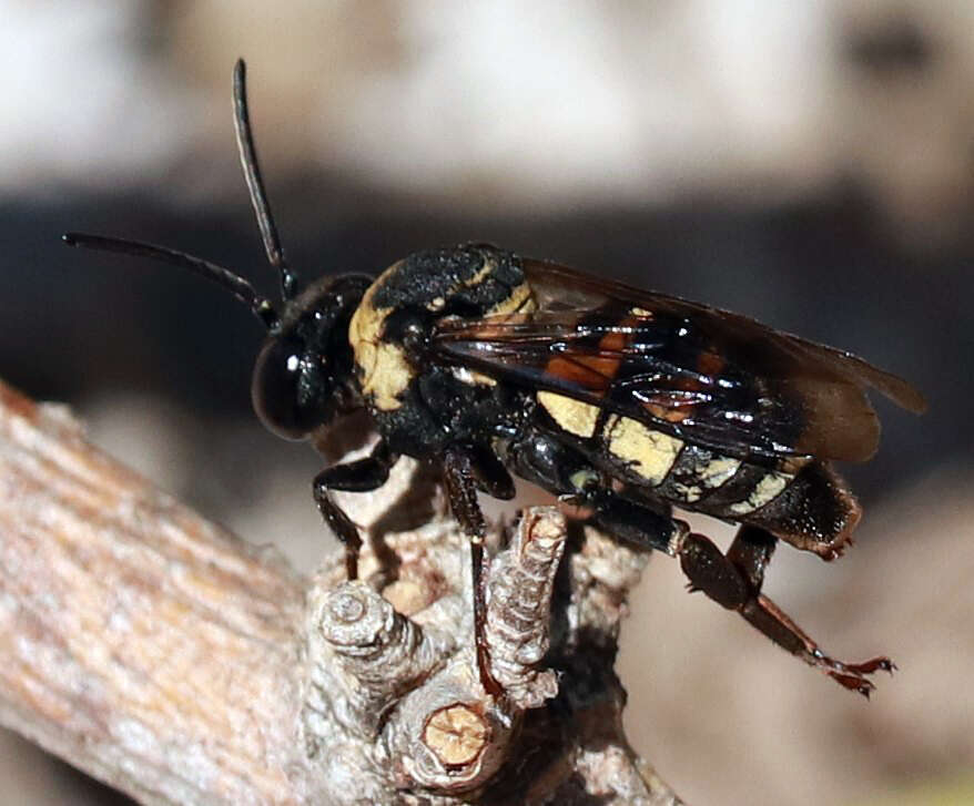 Слика од Triepeolus concavus (Cresson 1878)