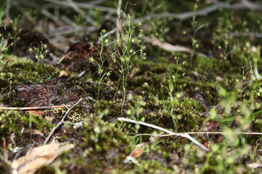 Image of Drosera modesta Diels