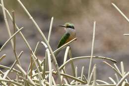 Image of Somali Bee-eater