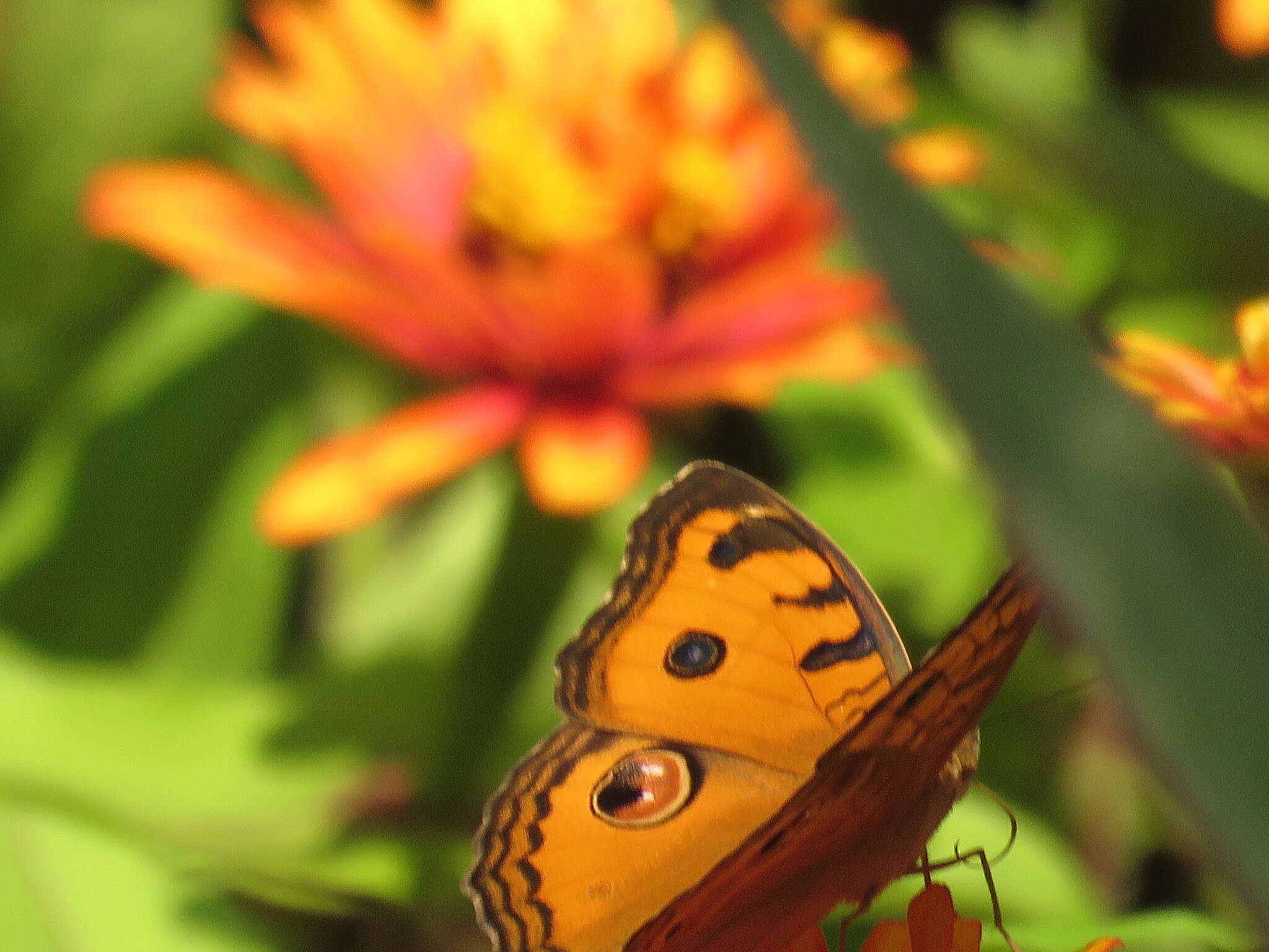 Image of Peacock Pansy