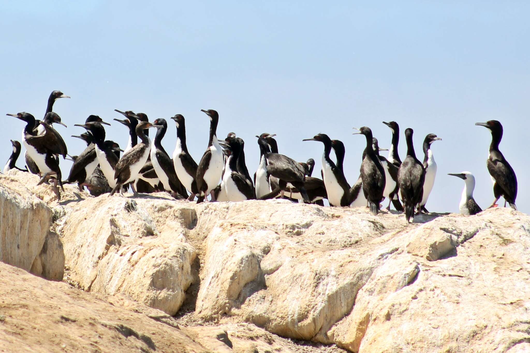 Image of Guanay Cormorant