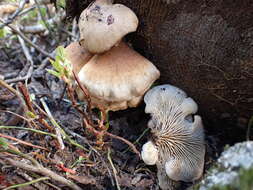 Image of Lentinellus montanus O. K. Mill. 1965