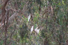 Image of Cacatua sanguinea gymnopis Sclater & PL 1871