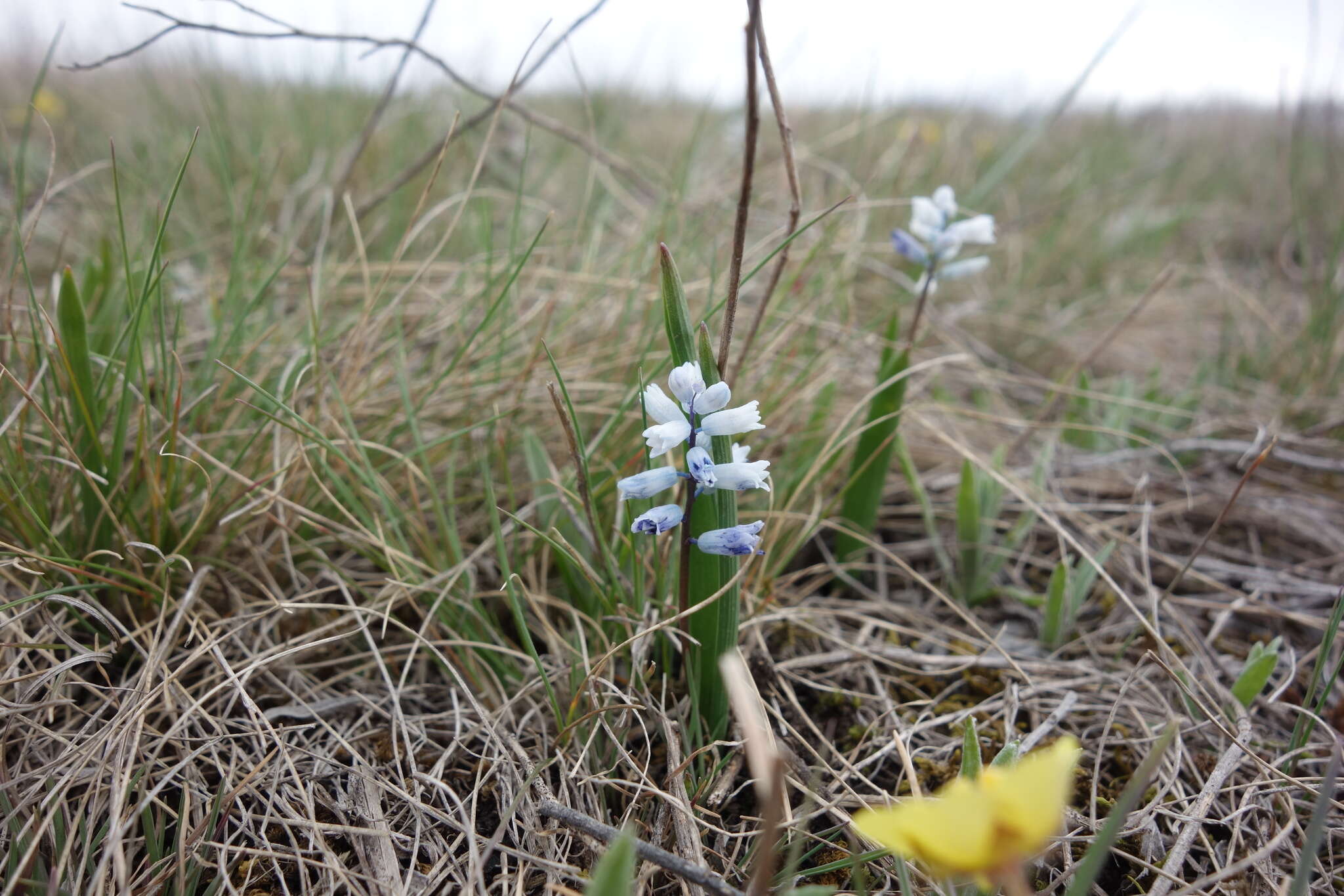 Imagem de Hyacinthella leucophaea (K. Koch) Schur