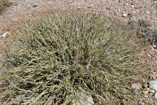 Imagem de Euphorbia gariepina subsp. gariepina