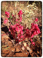 Rumex vesicarius L. resmi