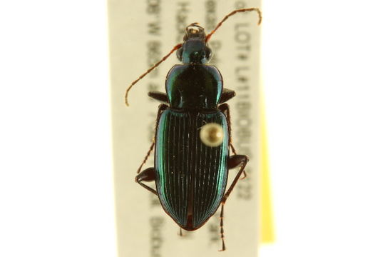 Image of <i><i>Poecilus</i></i> (Poecilus) <i>scitulus</i> Le Conte 1846