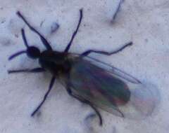 Image of Minute black scavenger fly
