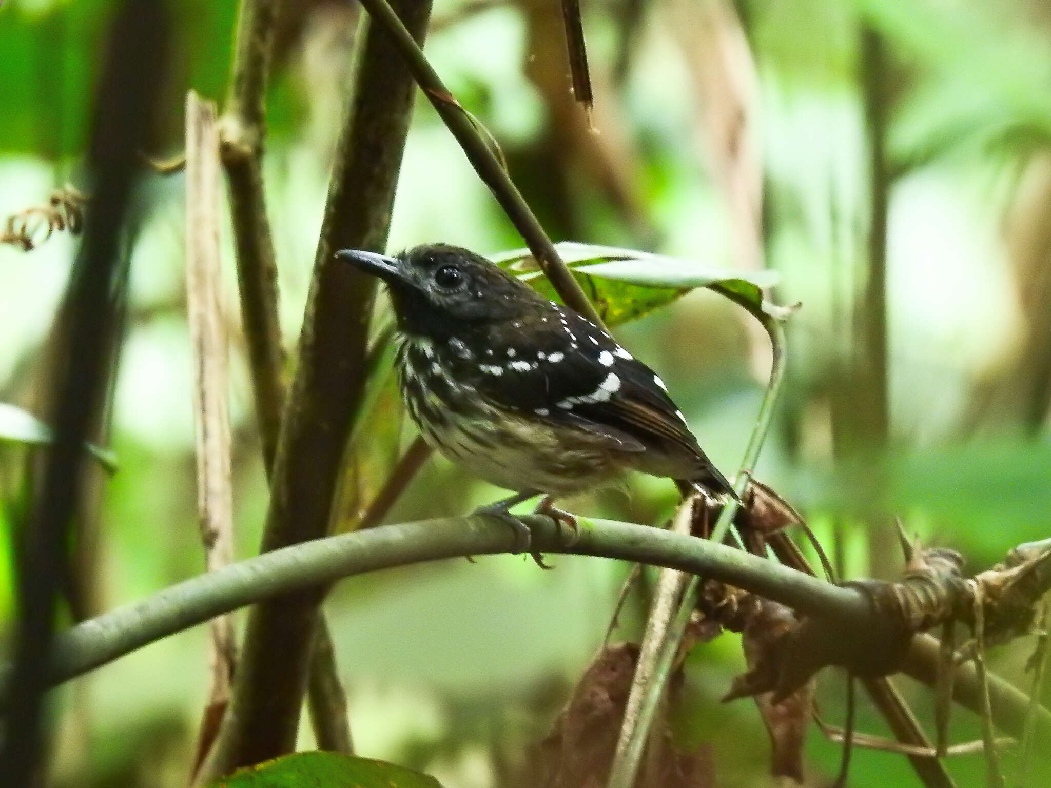 Image of Dot-backed Antbird